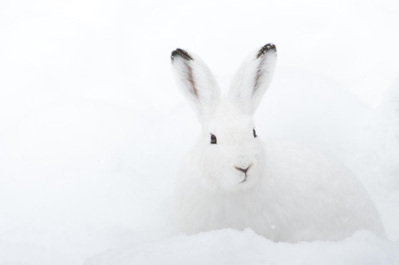 Chalet ?Snow Bunny? Stadl an der Mur Екстер'єр фото